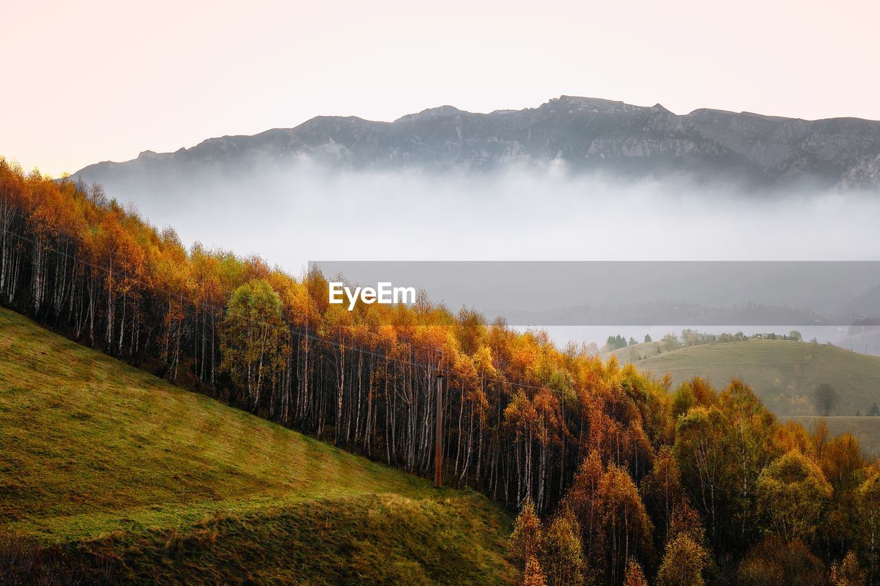 Scenic view of birch trees on hill against mountain and sunrise sky during autumn