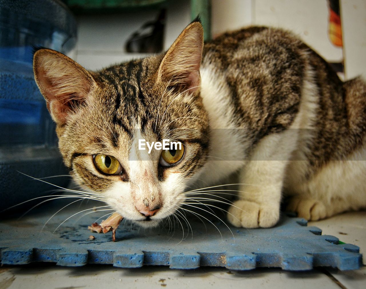 CLOSE-UP PORTRAIT OF CAT IN BOX