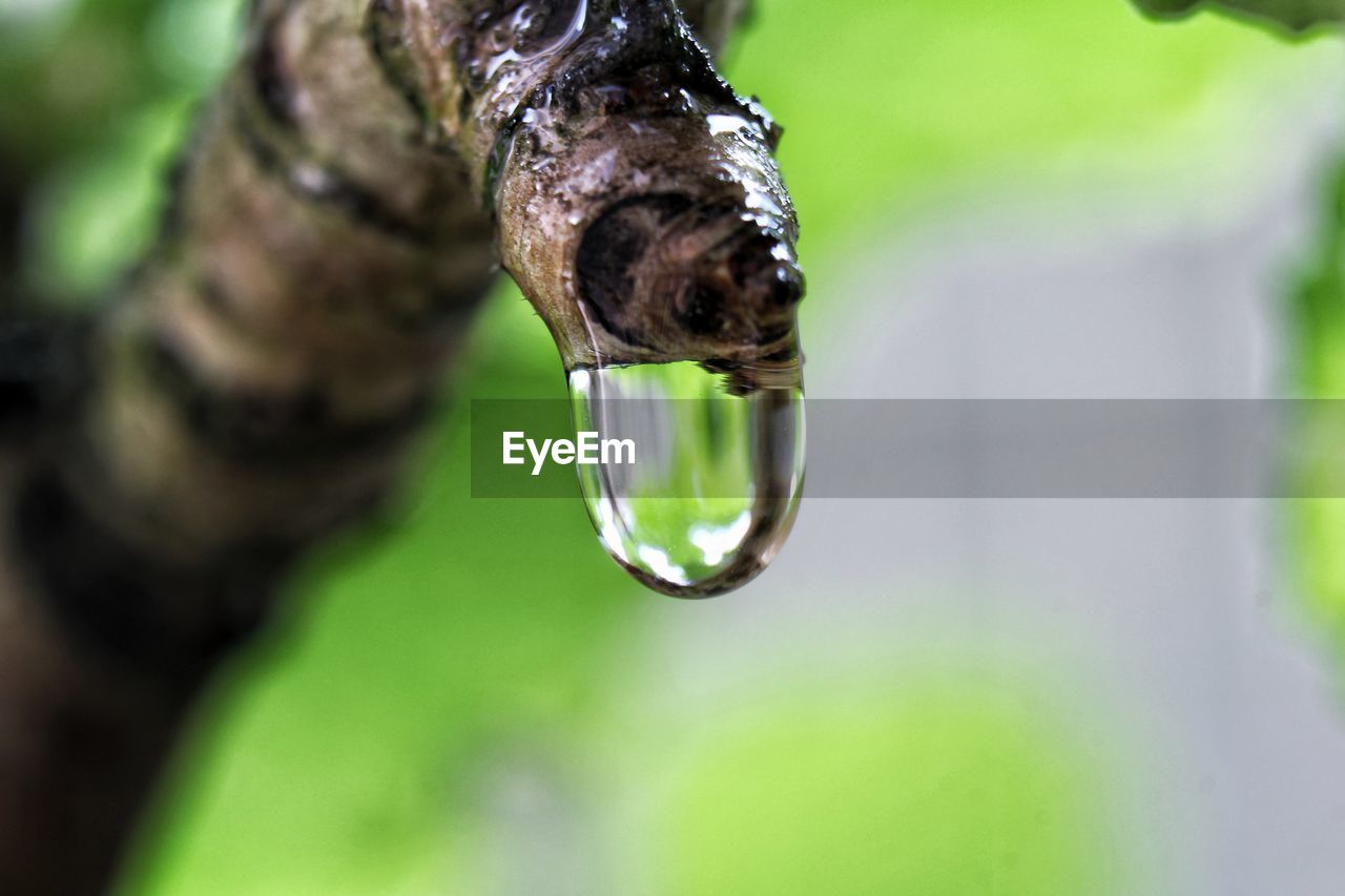 CLOSE-UP OF INSECT ON WATER DROP