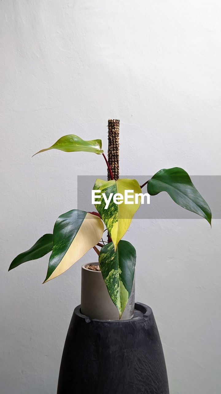 leaf, plant part, green, plant, nature, ikebana, art, flower, indoors, vase, growth, houseplant, yellow, no people, freshness, beauty in nature, flowering plant, food, floristry, food and drink, studio shot