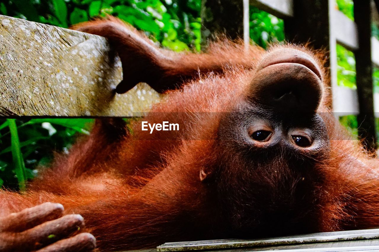 CLOSE-UP OF A MONKEY WITH ANIMAL IN ZOO