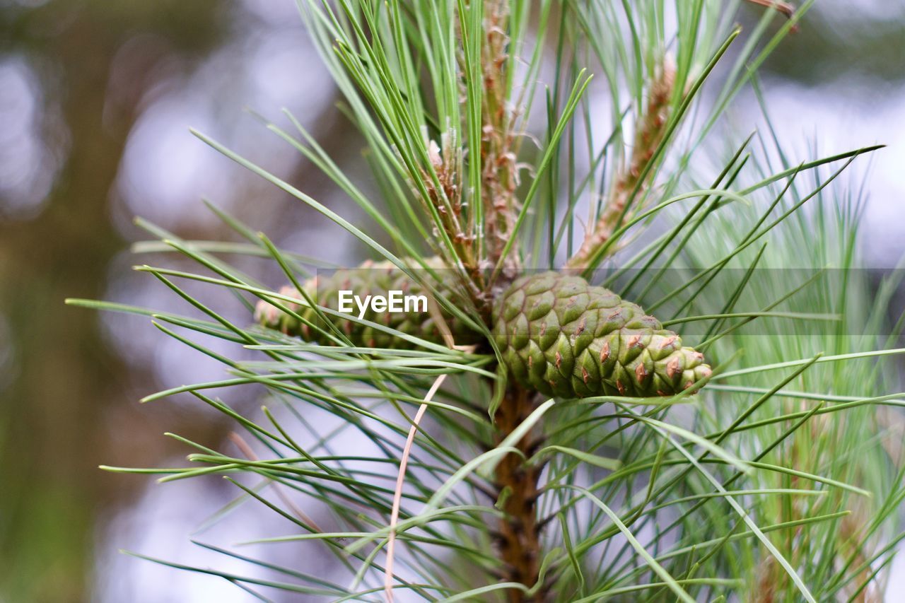 plant, tree, nature, pinaceae, coniferous tree, pine tree, growth, green, branch, food, close-up, beauty in nature, food and drink, no people, flower, spruce, leaf, fir, outdoors, plant part, focus on foreground, environment, day, freshness, pine, land, healthy eating, grass, needle - plant part, plant stem, macro photography, agriculture, pine cone, social issues, tropical fruit