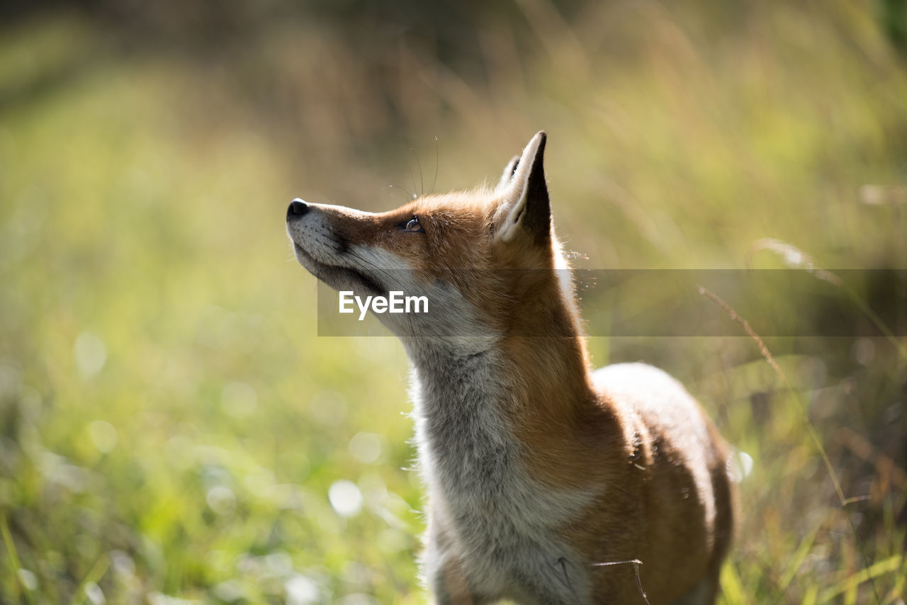 Fox looking away