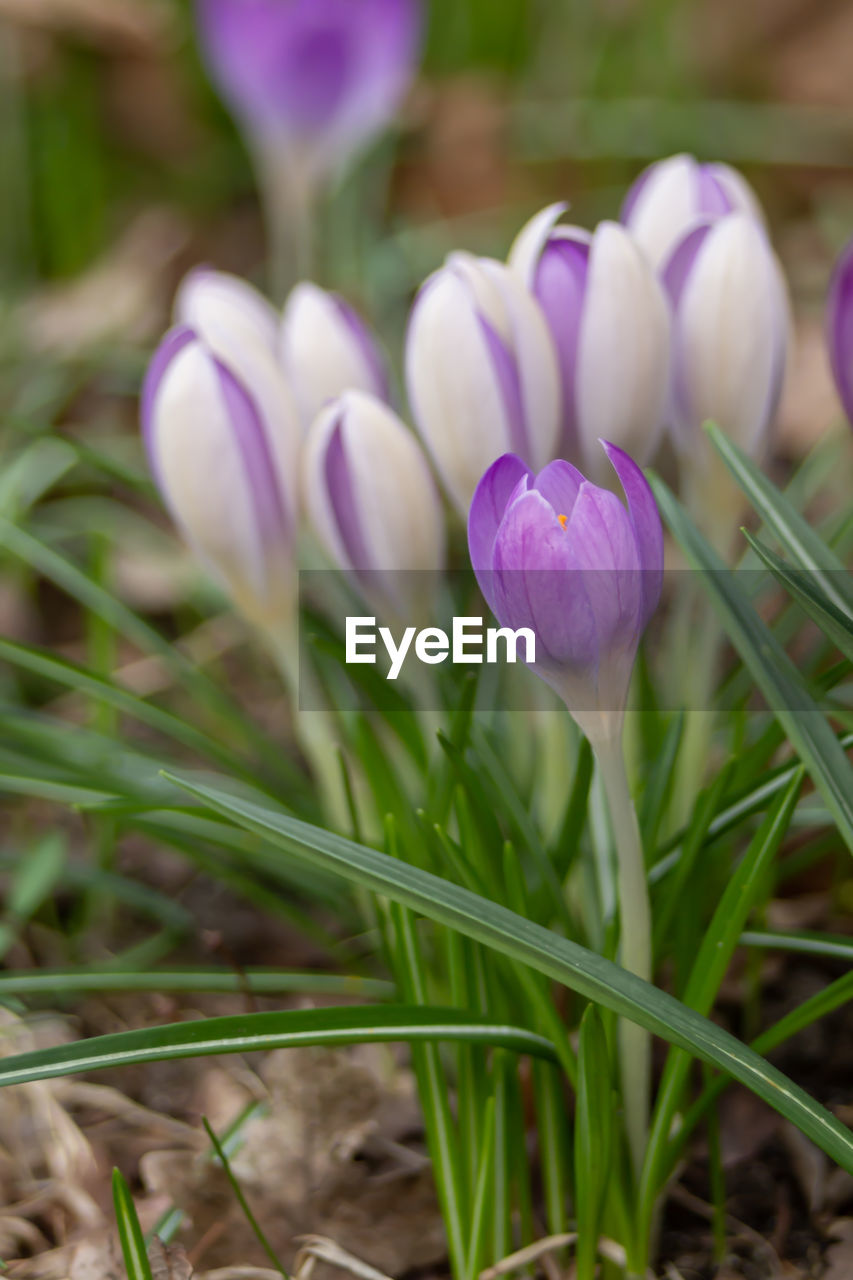 CLOSE-UP OF PURPLE CROCUS FLOWER GROWING ON FIELD