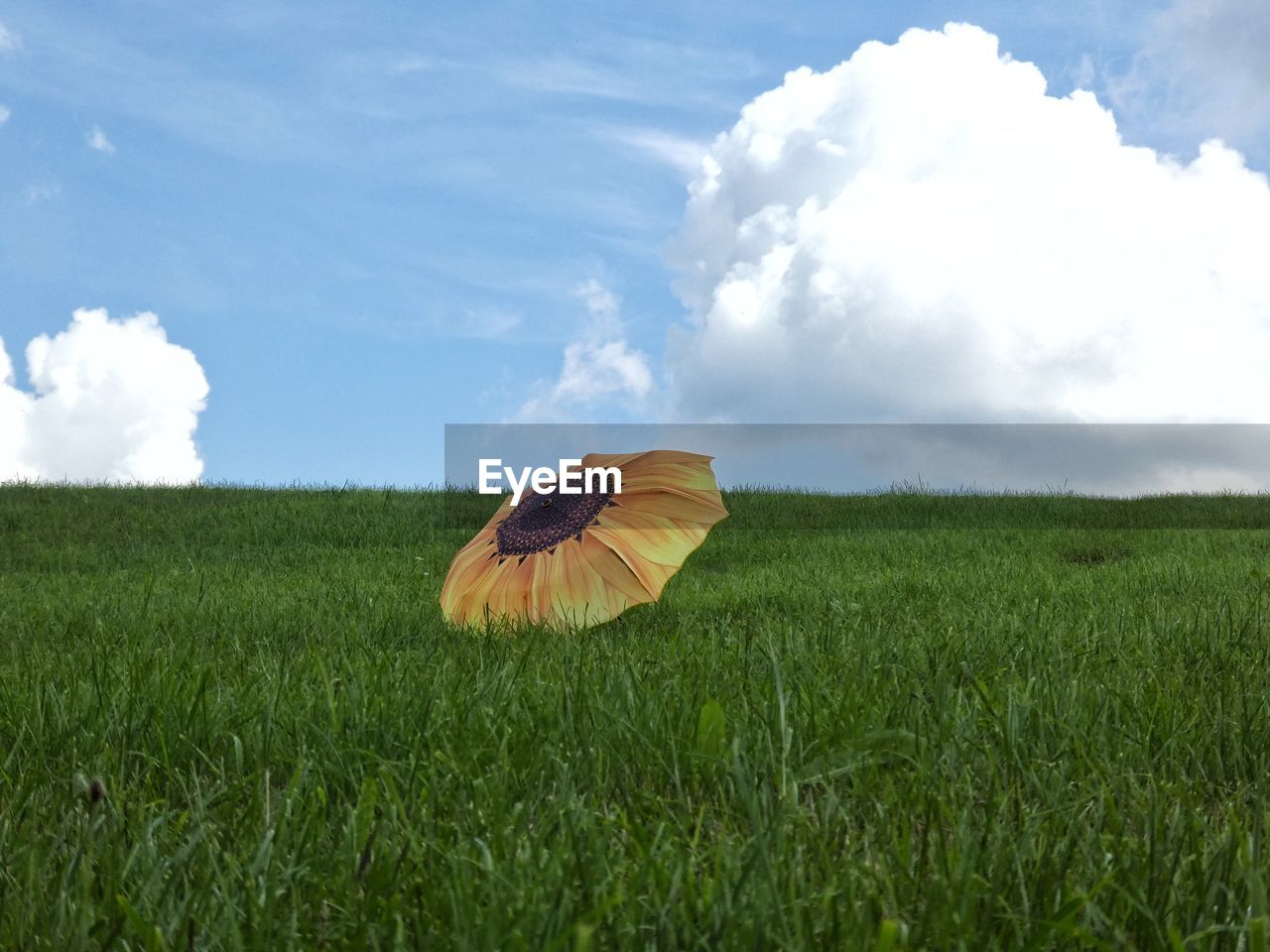 Close-up of flower blooming on field against sky