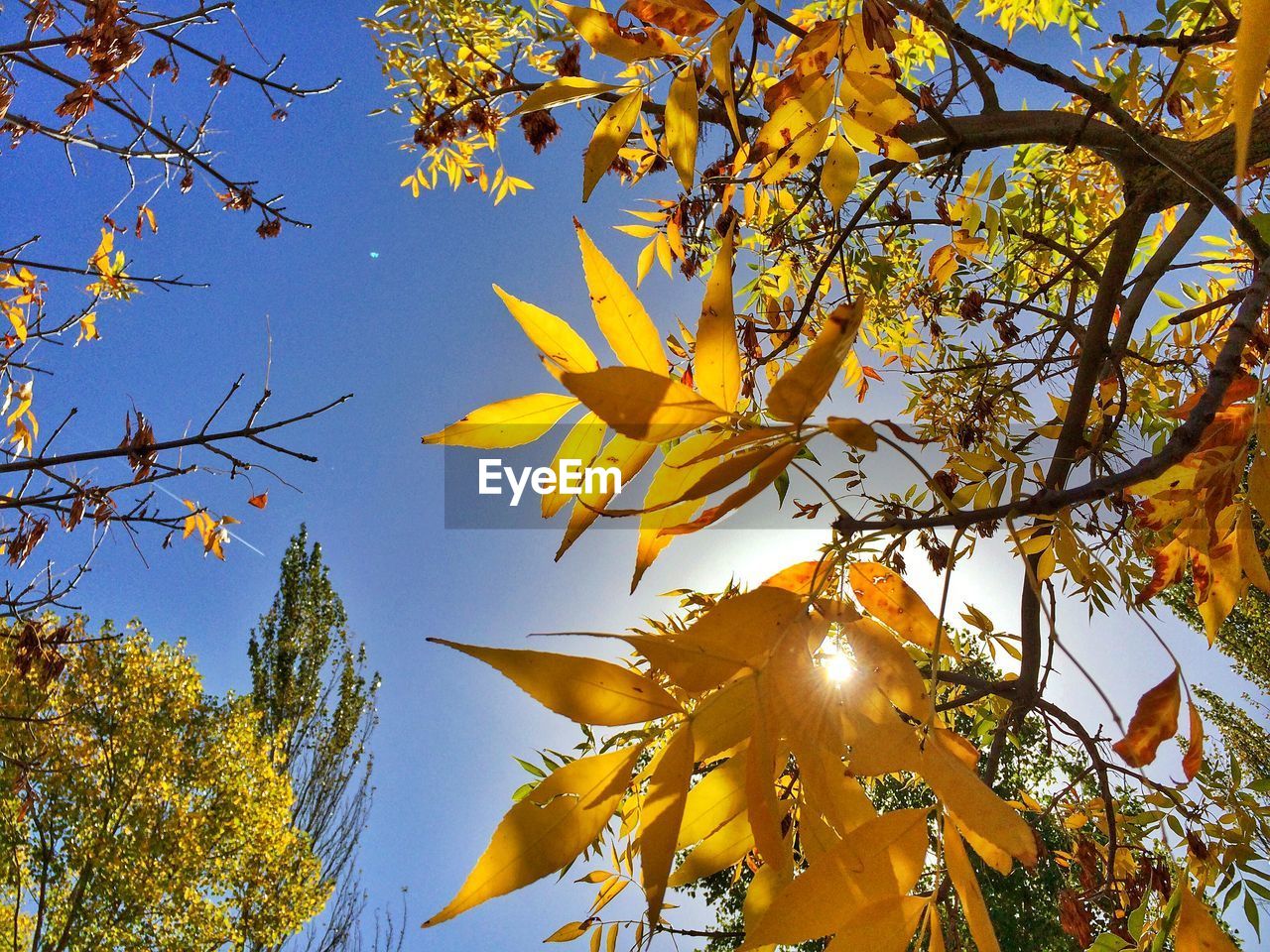 LOW ANGLE VIEW OF YELLOW MAPLE TREE