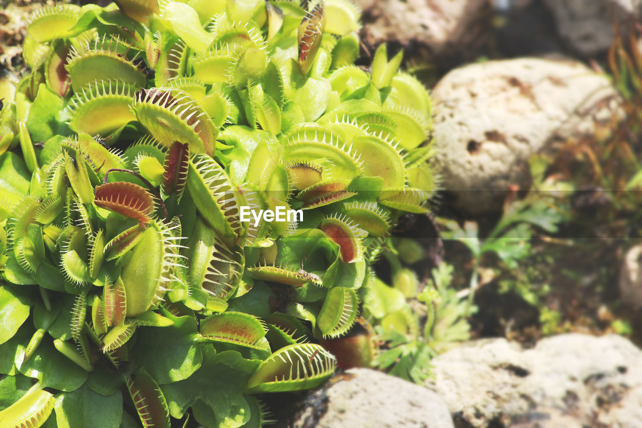 Dionaea muscipula, venus flytrap exotic carnivorous plant