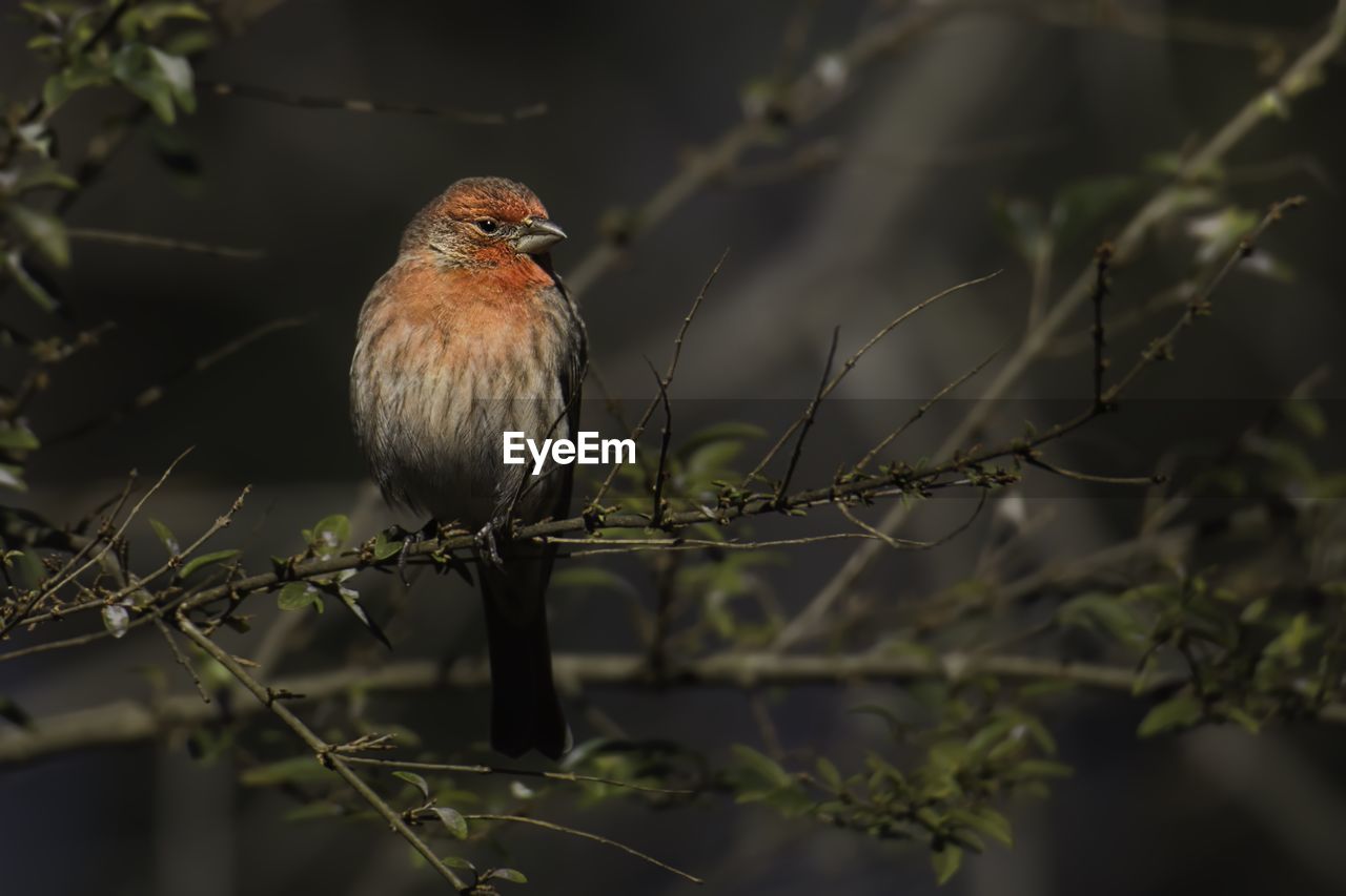 Close-up of bird perching on branch