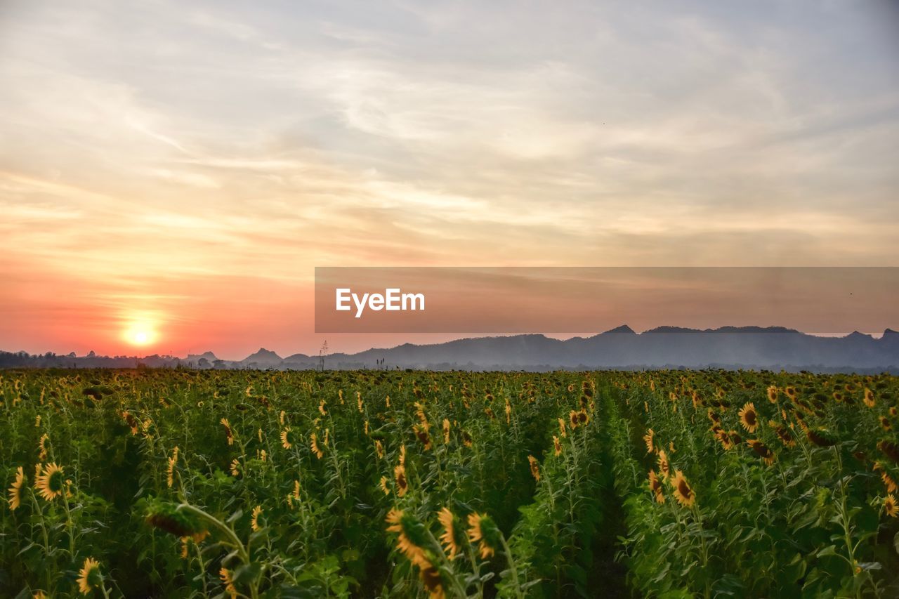 Scenic view of field against sky during sunset