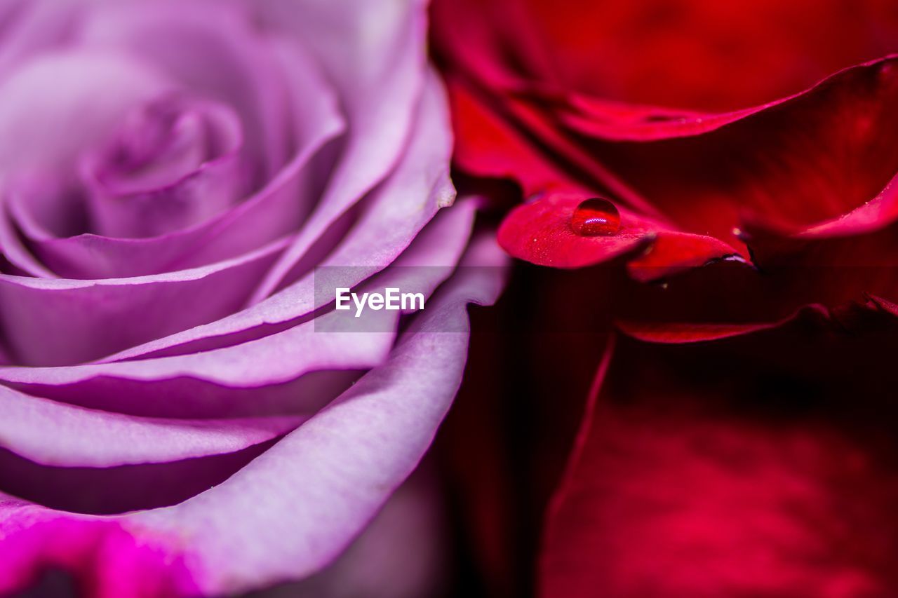 CLOSE-UP OF RED ROSE BLOOMING OUTDOORS