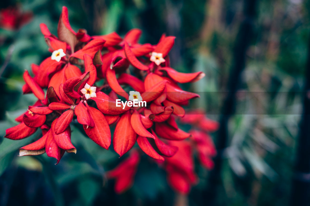 CLOSE-UP OF RED ROSE PLANT