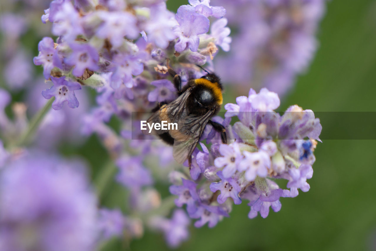 CLOSE-UP OF HONEY BEE POLLINATING ON PURPLE FLOWER