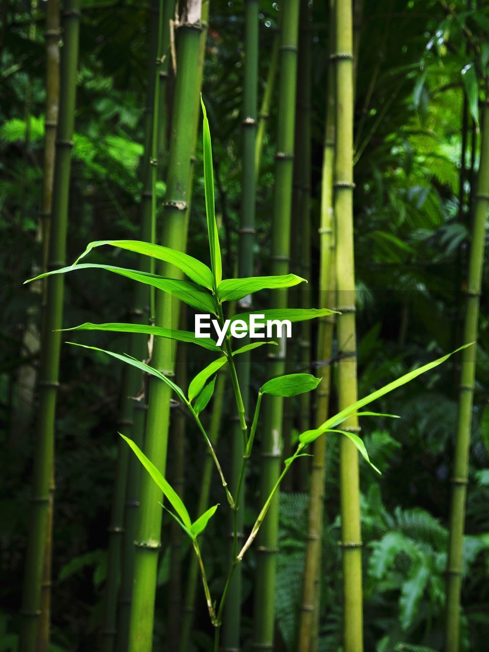 Bamboo trees growing at forest