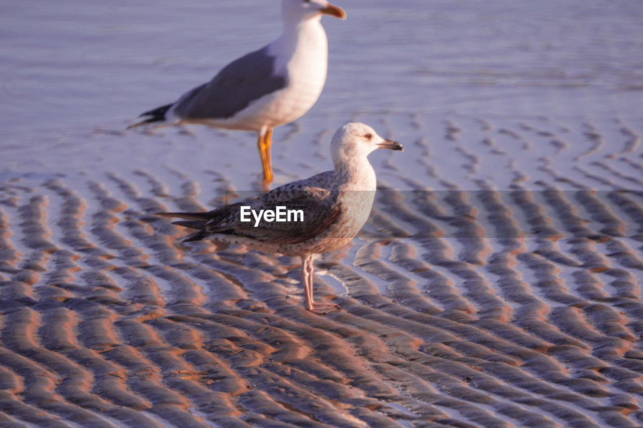 SEAGULL ON BEACH