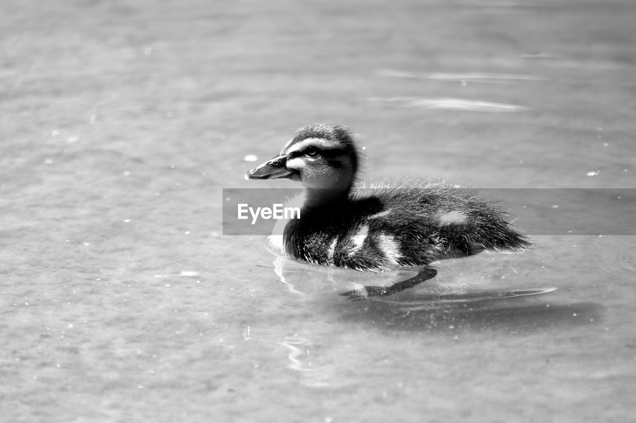 Duckling swimming in pond