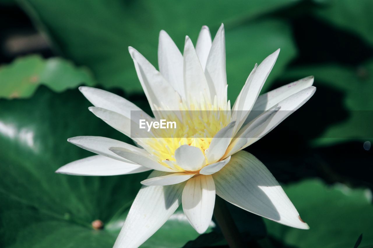 flower, flowering plant, plant, freshness, beauty in nature, water lily, green, petal, aquatic plant, flower head, nature, leaf, inflorescence, close-up, water, fragility, plant part, pond, macro photography, lily, yellow, growth, white, lotus water lily, proteales, pollen, no people, outdoors, blossom, focus on foreground, botany, springtime