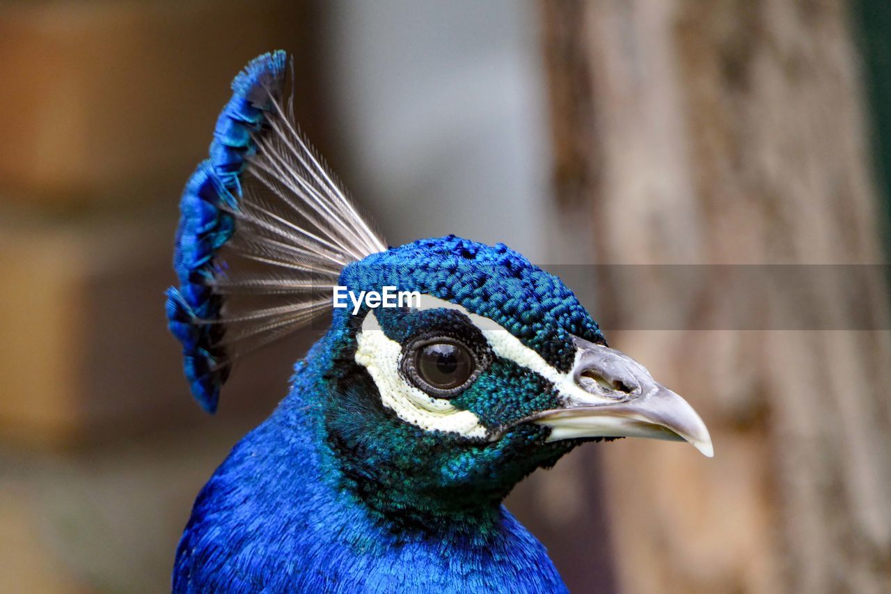 CLOSE-UP OF PEACOCK WITH BLUE EYES