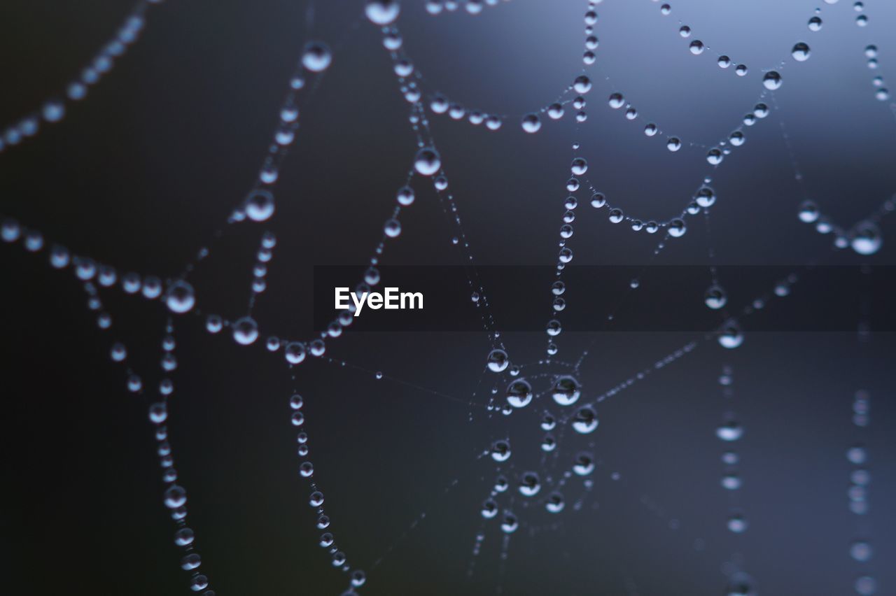 Close-up of water drops on cob web