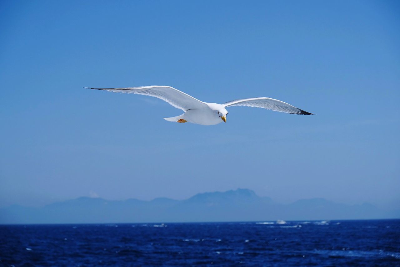 Seagull flying over sea against sky