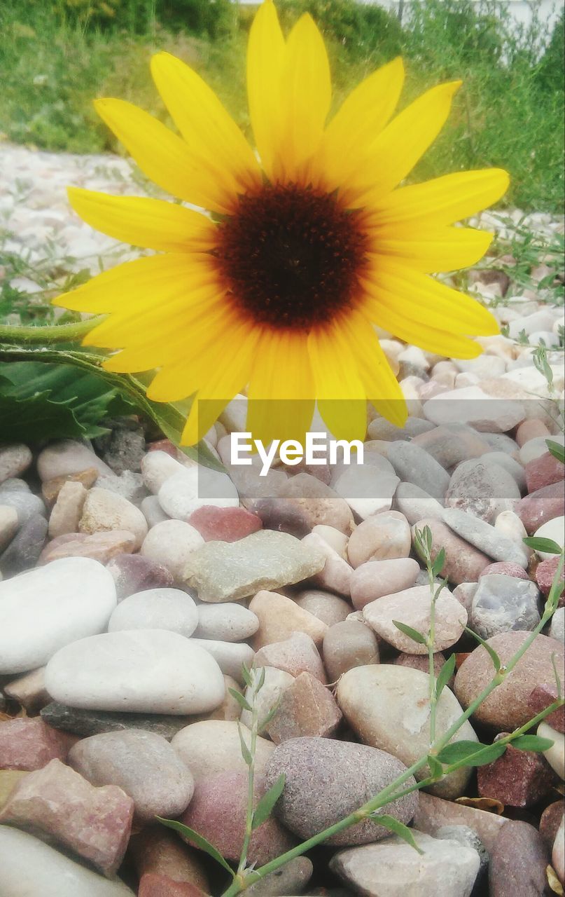 CLOSE-UP OF YELLOW FLOWERS BLOOMING