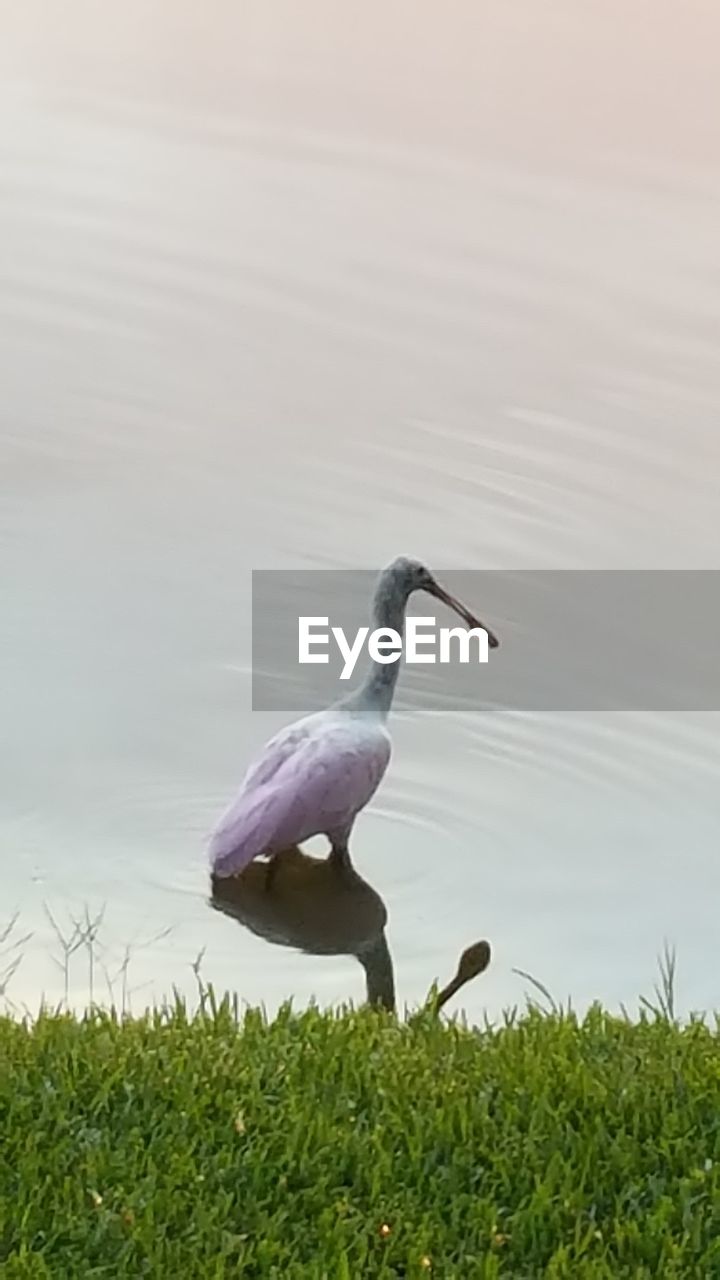 BIRD ON GRASS BY WATER