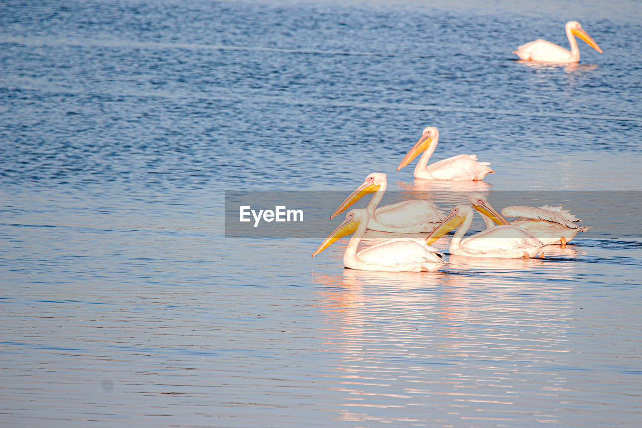 water, sea, bird, reflection, animal, animal themes, nature, wildlife, water bird, animal wildlife, no people, beauty in nature, vehicle, tranquility, pelican, day, shore, ocean, tranquil scene, outdoors, nautical vessel, seabird, scenics - nature
