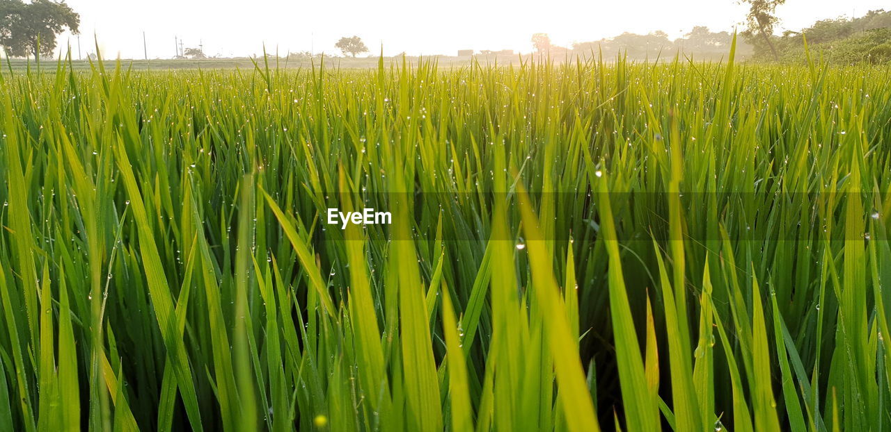 PLANTS GROWING ON FIELD