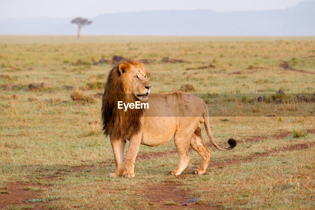 A male lion stands imposingly in the maasai mara, kenya