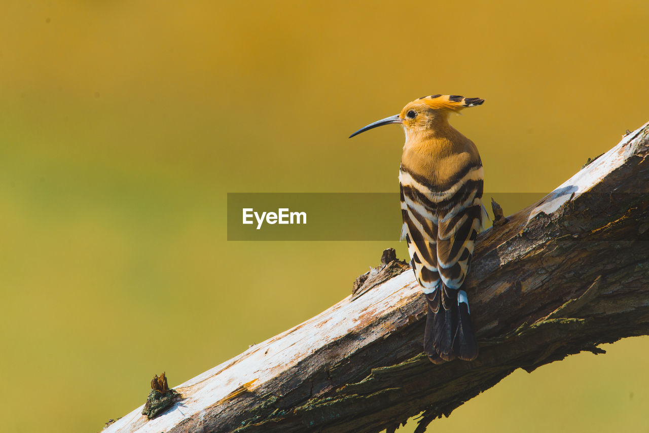 Close-up of hoopoe perching on branch