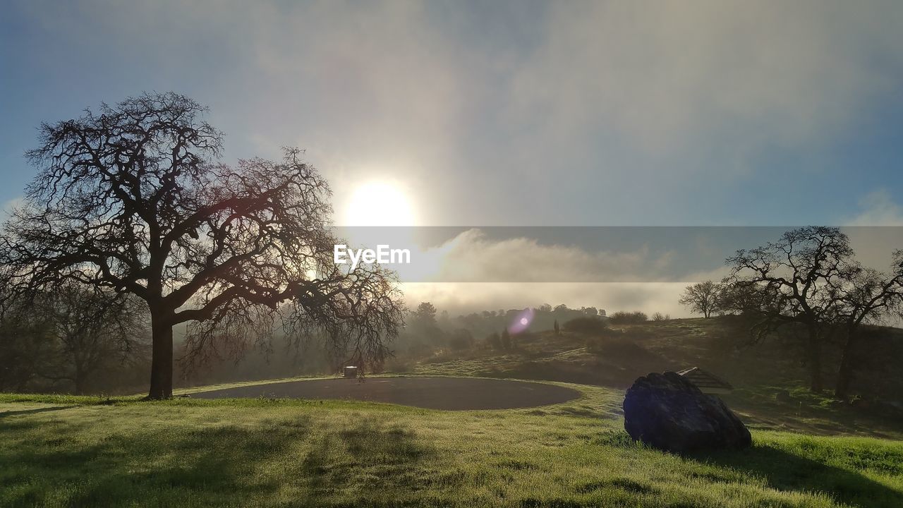 Trees on field against sky during sunset