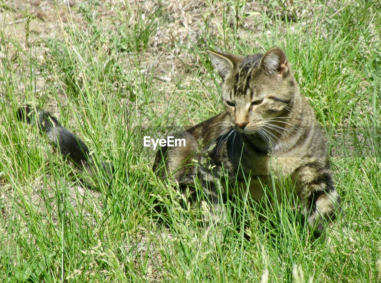 VIEW OF A CAT ON GRASS