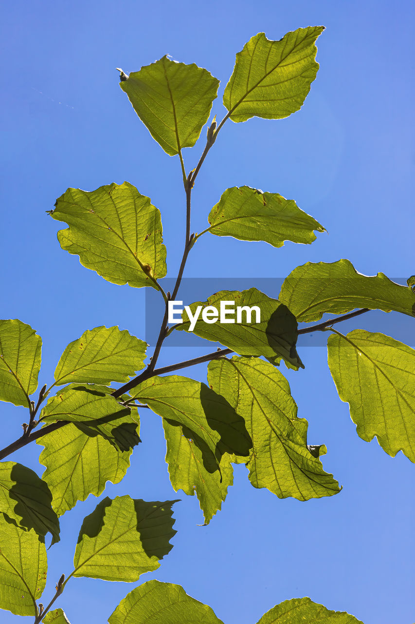 leaf, plant part, tree, plant, nature, blue, sky, no people, branch, green, clear sky, beauty in nature, growth, outdoors, flower, day, close-up, sunlight, sunny, freshness, yellow, environment, low angle view