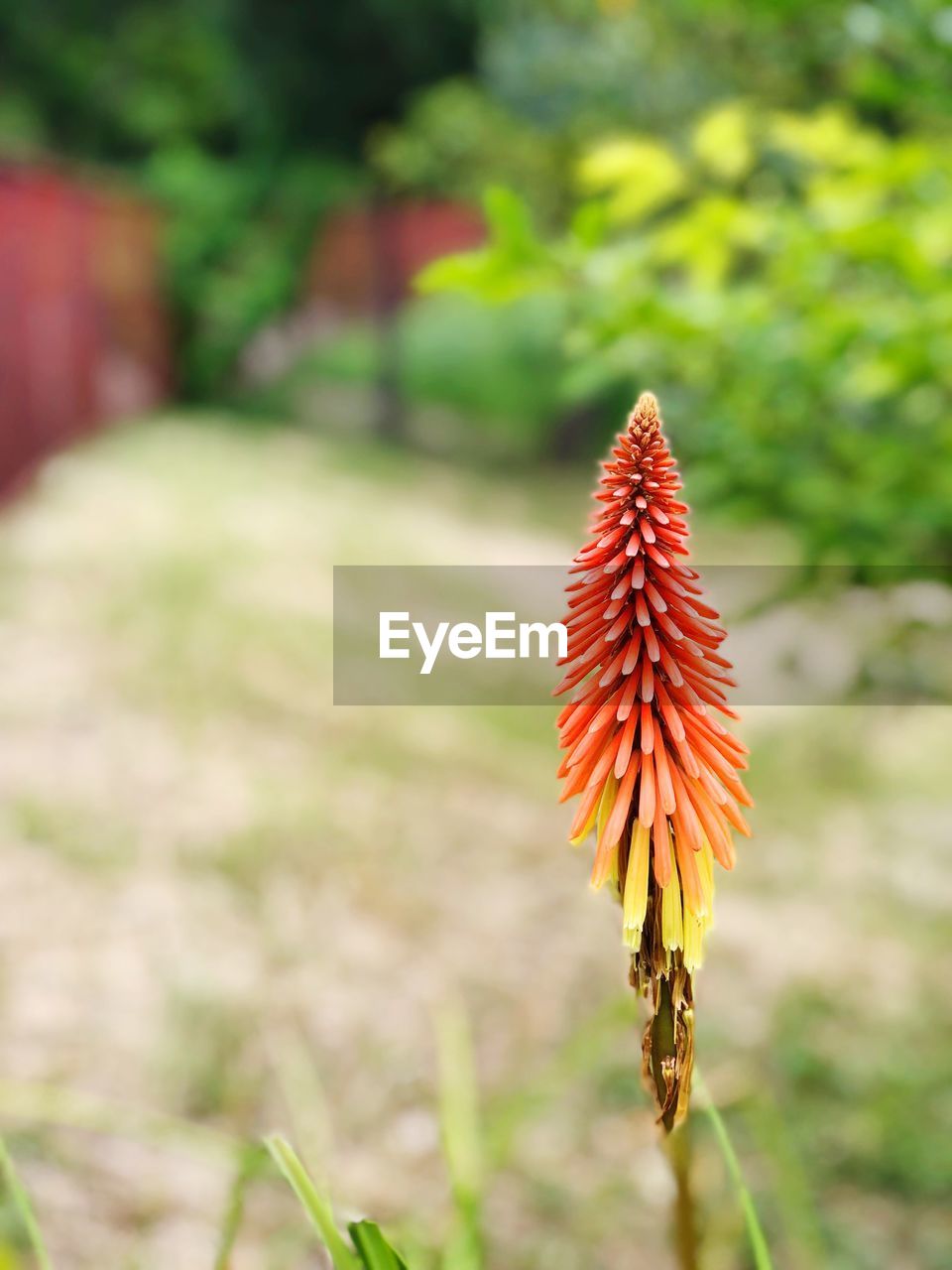 CLOSE-UP OF RED FLOWERING PLANT