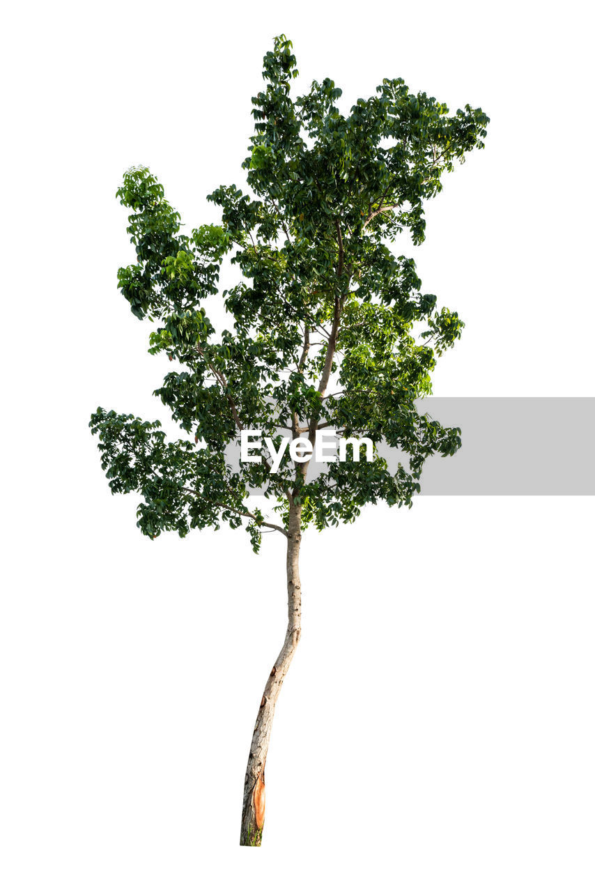 LOW ANGLE VIEW OF TREE AGAINST SKY OVER WHITE BACKGROUND