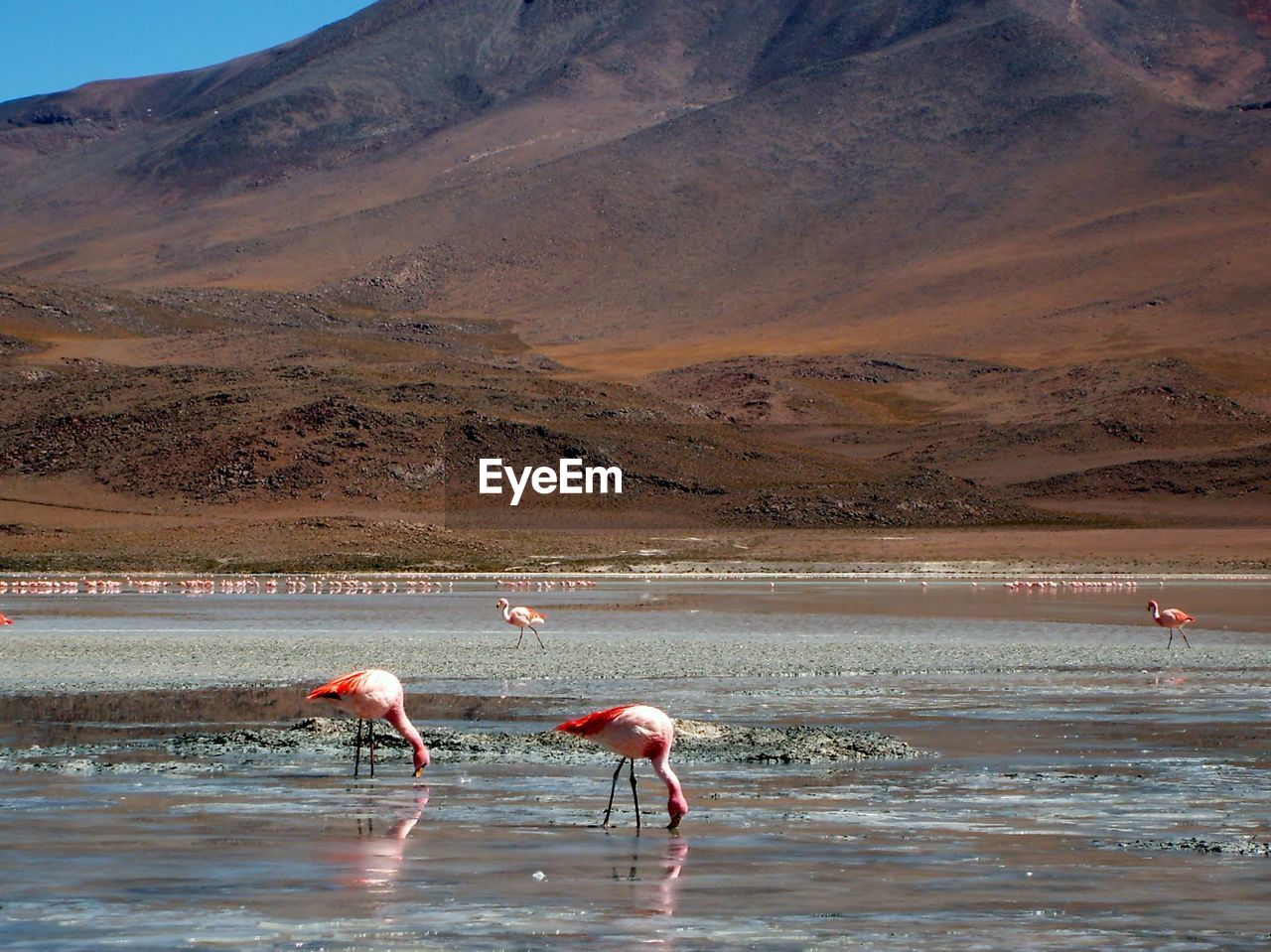 Flamingos in laguna colorada