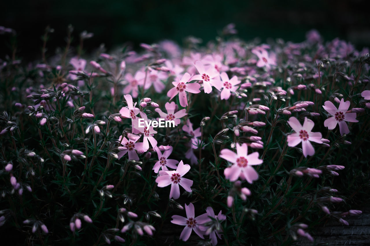 flower, plant, flowering plant, freshness, beauty in nature, nature, growth, pink, fragility, petal, close-up, no people, flower head, inflorescence, outdoors, land, focus on foreground, grass, day, field, botany, blossom, macro photography, purple, springtime, plant part, leaf