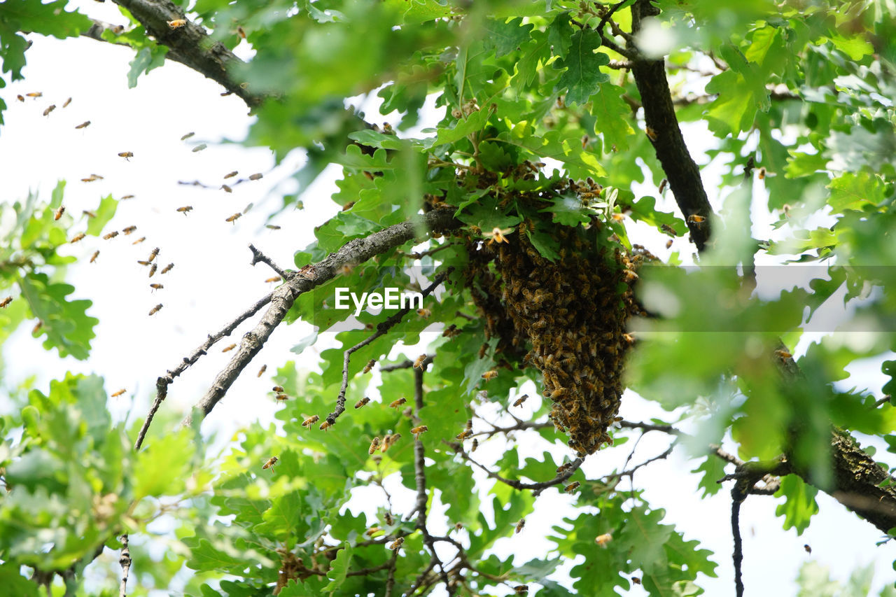 LOW ANGLE VIEW OF BEE ON TREE BRANCHES