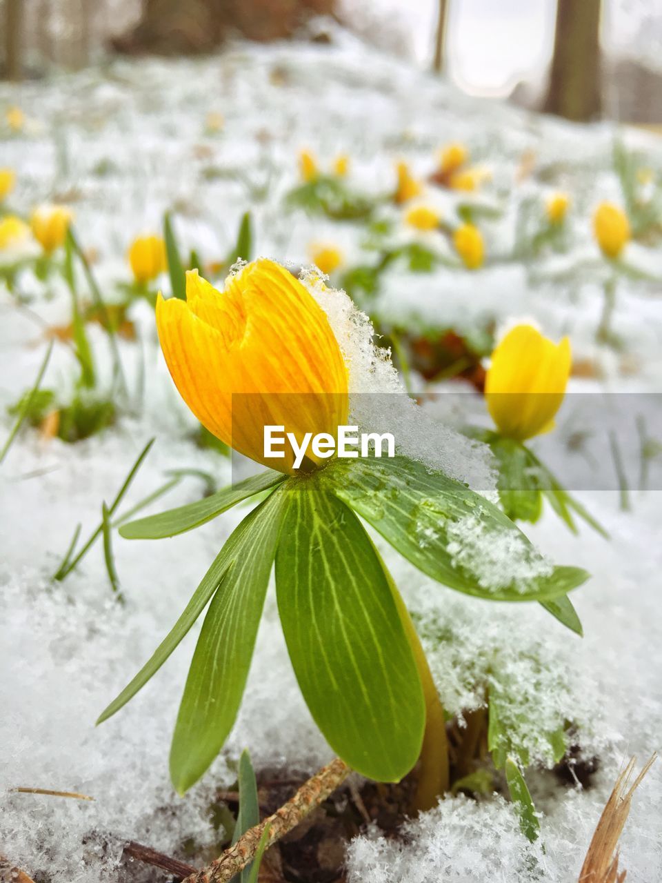 CLOSE-UP OF YELLOW FLOWER BLOOMING IN PARK