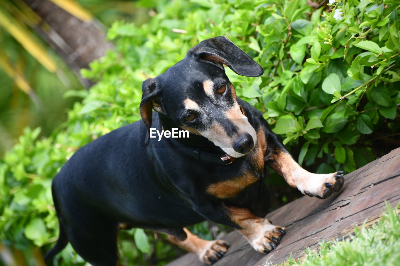 close-up of dog looking away