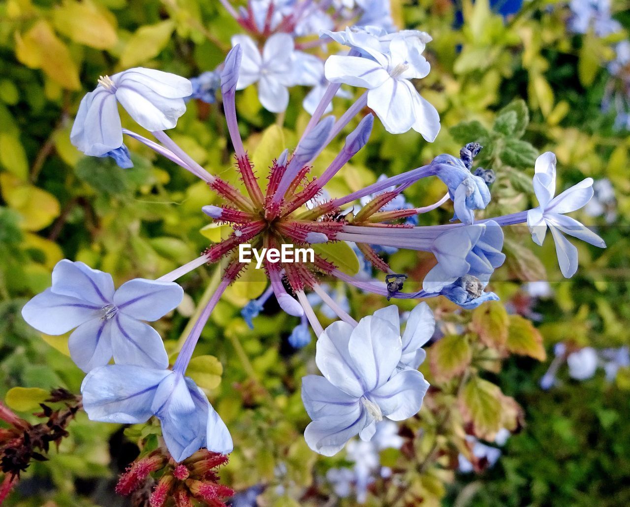 CLOSE-UP OF MULTI COLORED FLOWERS IN PARK