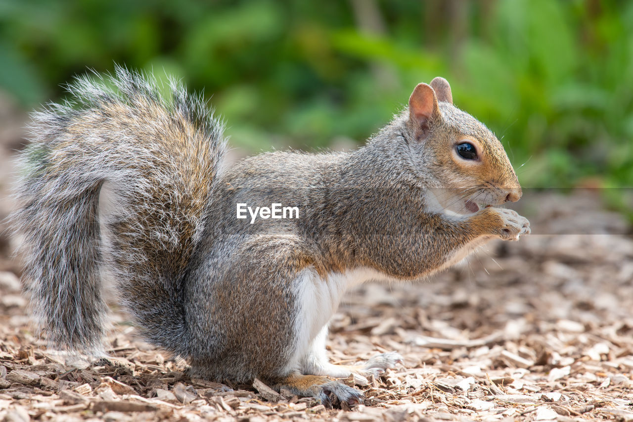 Portrait of an eastern grey squirrel  eating a nut