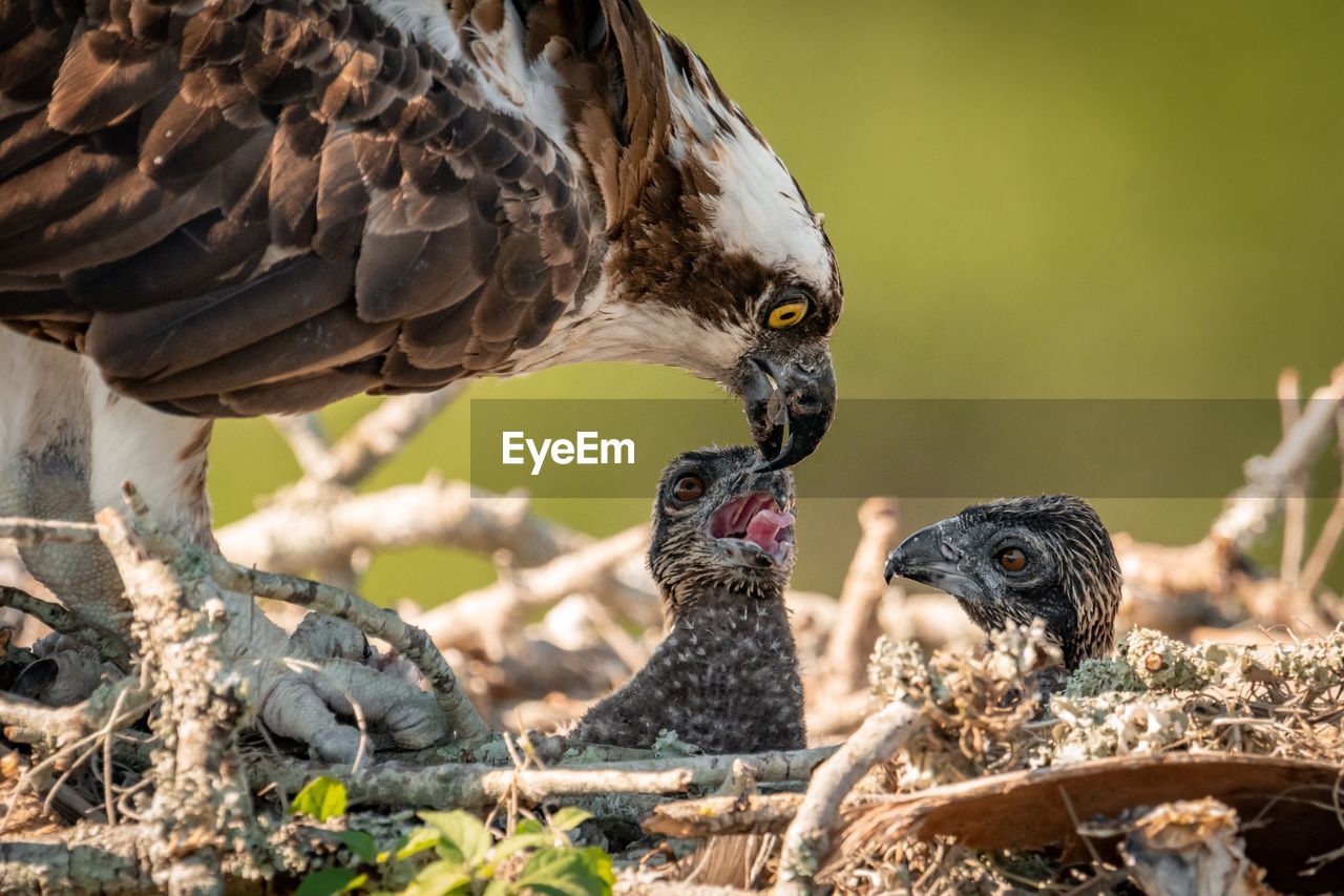 Close-up of osprey feeding young birds in nest
