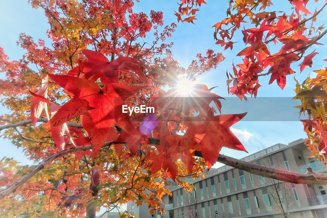 LOW ANGLE VIEW OF MAPLE TREE DURING AUTUMN