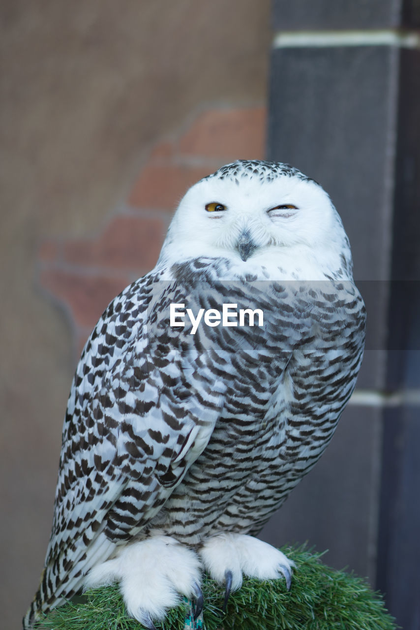 Close-up of snowy owl perching on plant