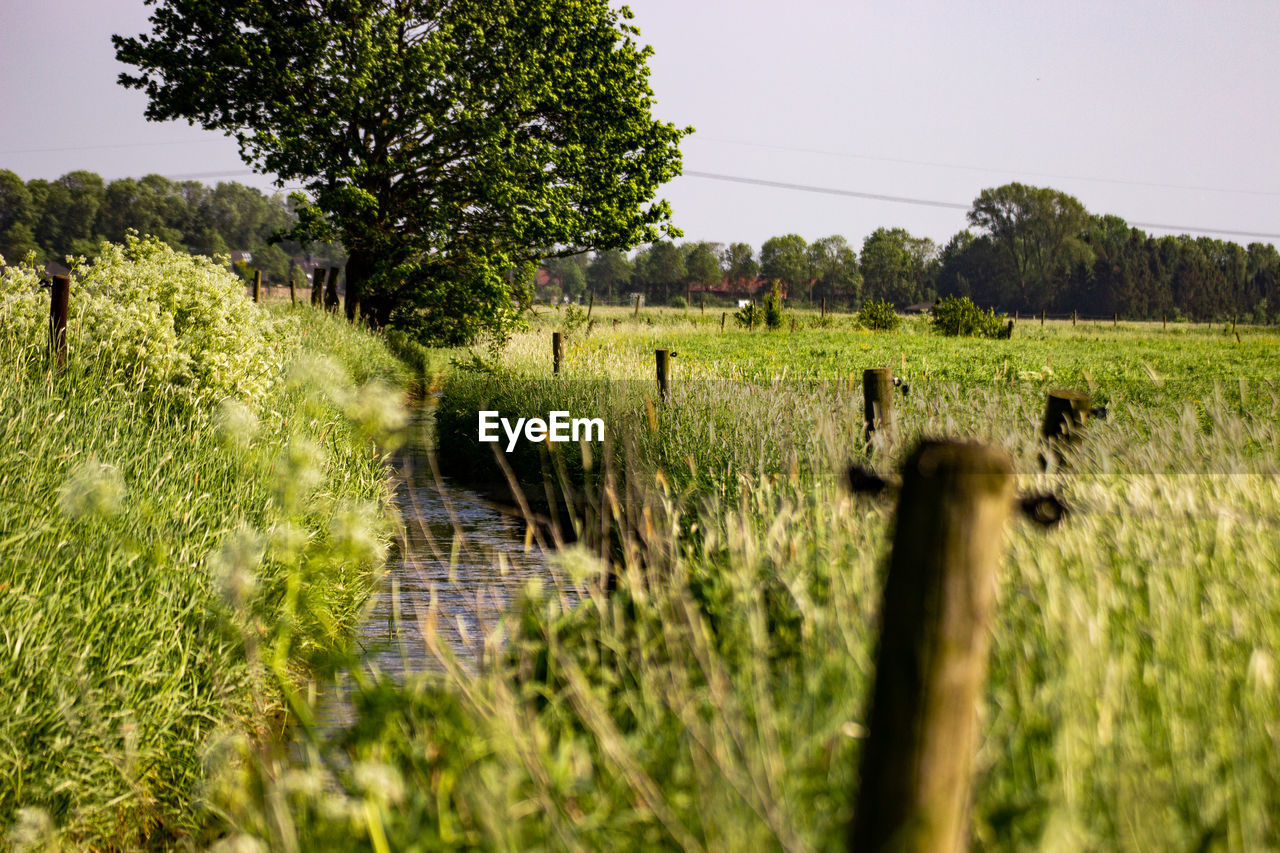 scenic view of grassy field