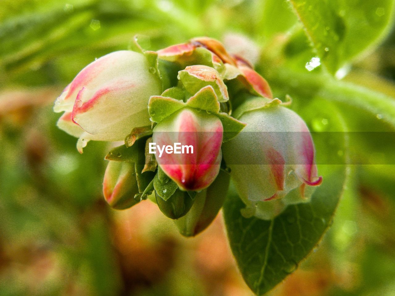 CLOSE-UP OF RED ROSE ON PLANT