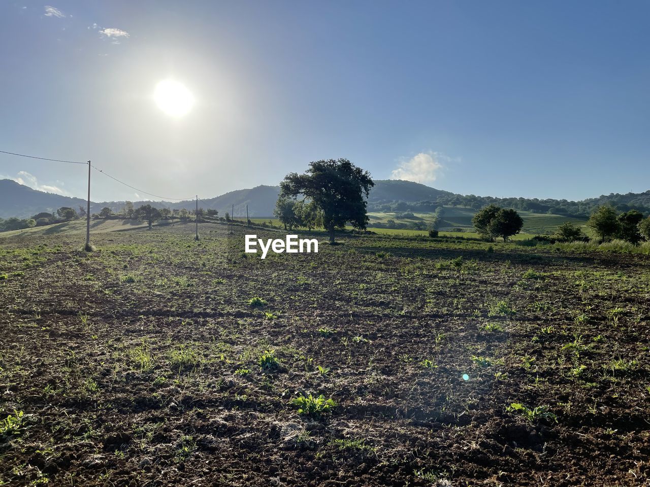 PLANTS GROWING ON LAND AGAINST SKY