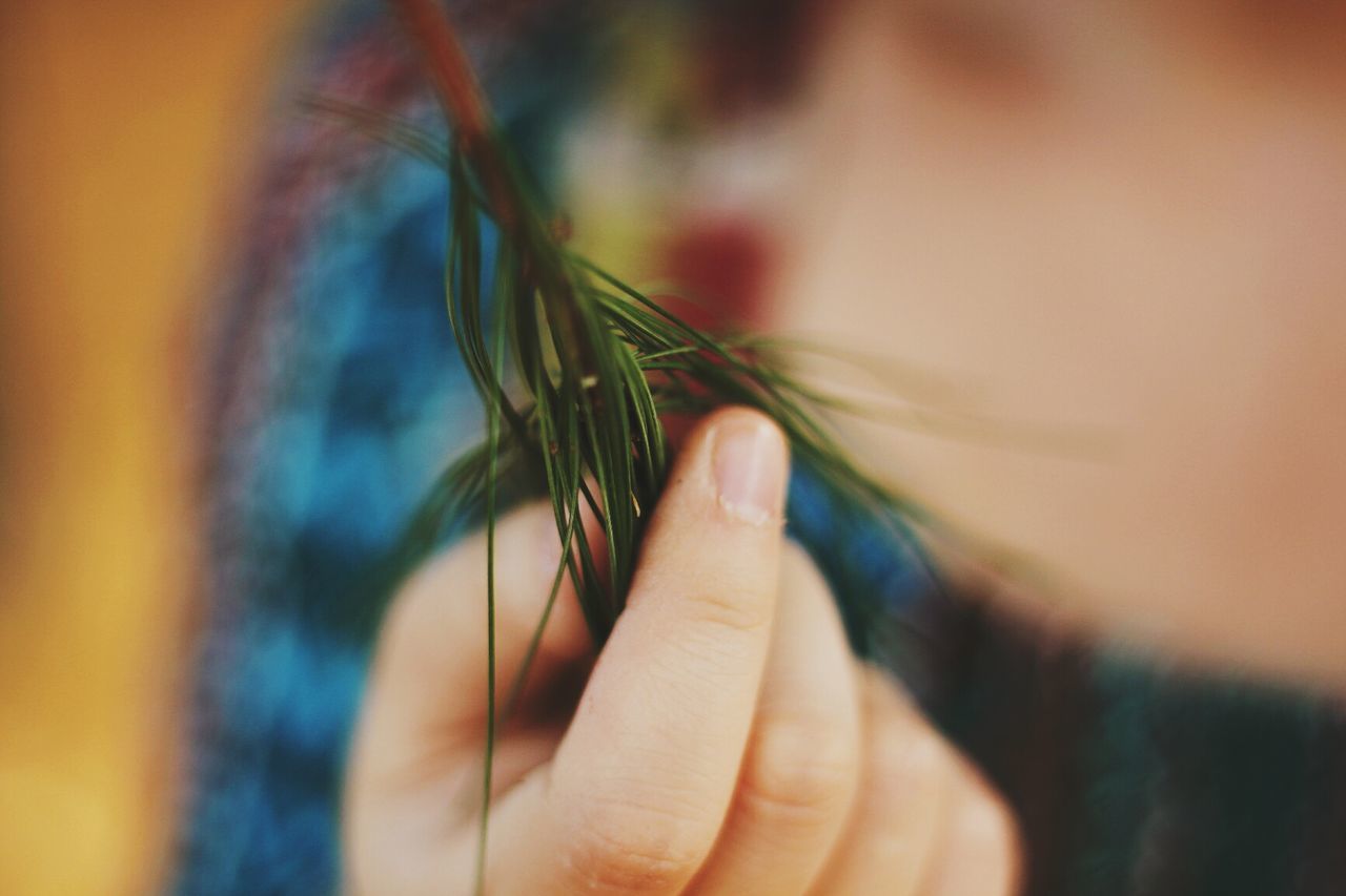 Midsection of woman holding pine tree needles