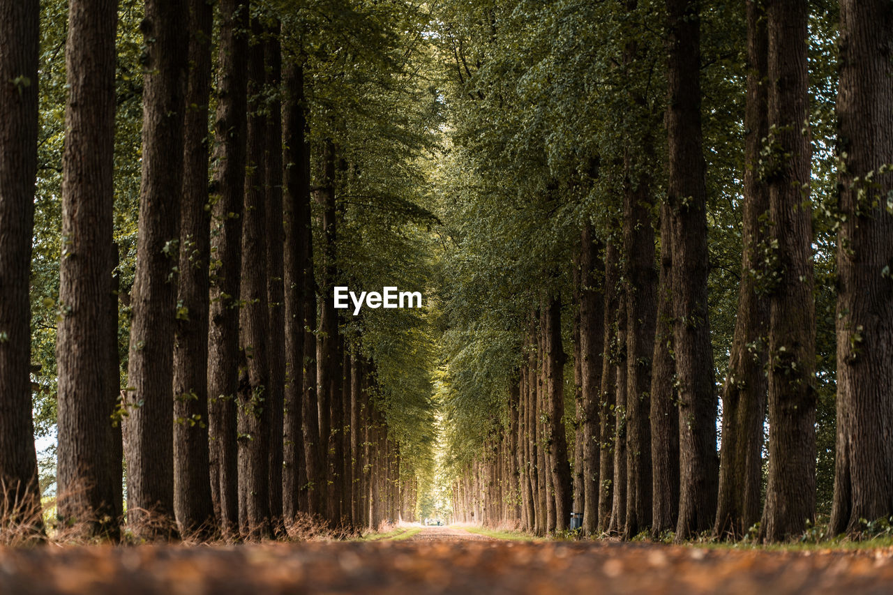 Trees in forest along an alley