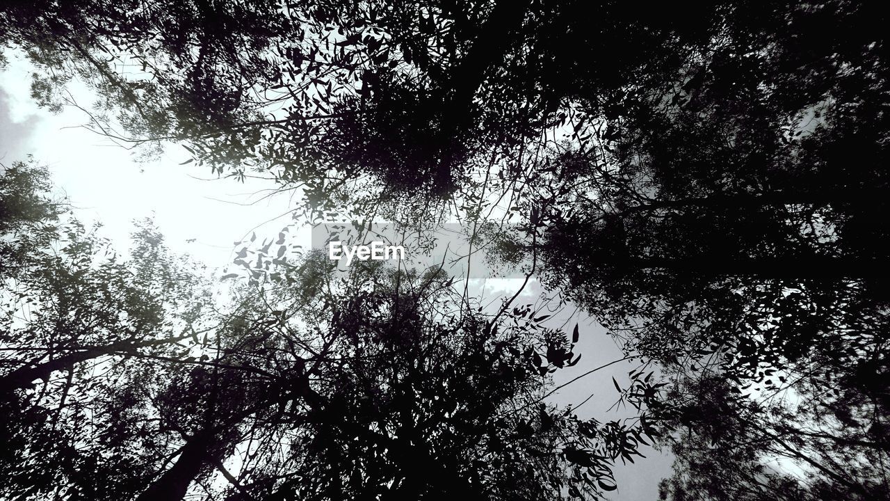 LOW ANGLE VIEW OF SILHOUETTE TREES IN FOREST